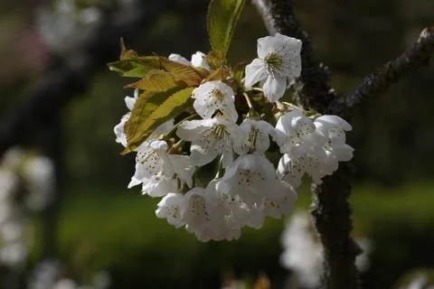 Blooming garden Stock Photos