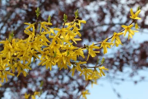 Blooming garden Stock Photos