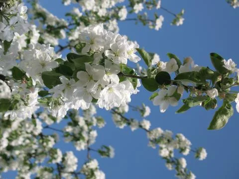 Blooming garden Stock Photos