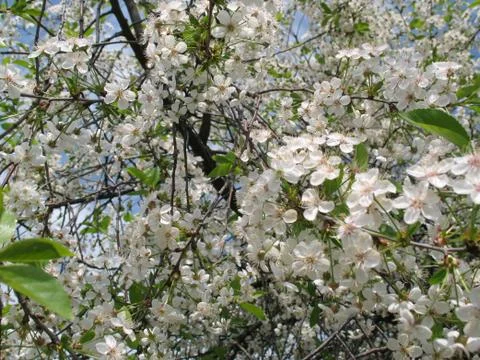Blooming garden Stock Photos
