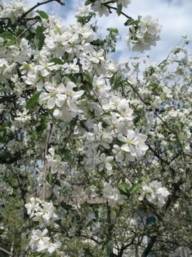 Blooming garden Stock Photos