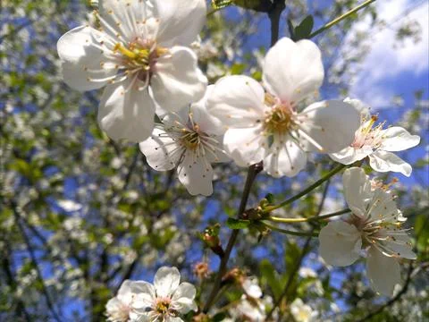 Blooming garden. Stock Photos
