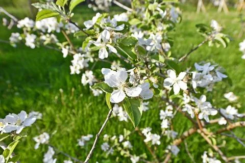 Blooming garden Stock Photos