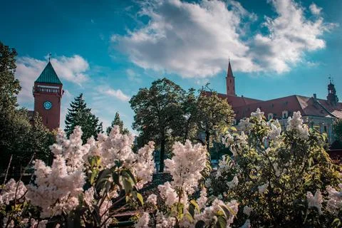 A blooming garden 스톡 사진