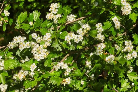 Blooming Garden Stock Photos
