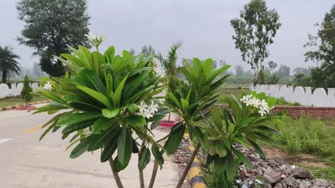 Blooming Garden Plants by Road Stockbeeldmateriaal 340967968