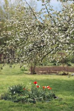 Blooming garden in spring, blooming tree brunch in backyard Stock Photos