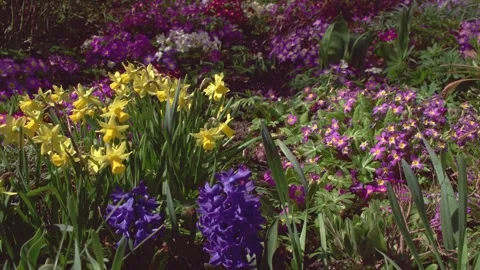Blooming garden in springtime Stock Footage 267076520