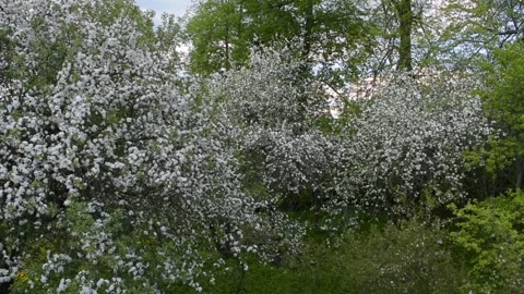 Blooming garden, top view Stock Footage 138501438