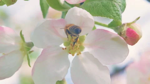 Blooming garden tree in spring with a bee on the flower Stock Footage 131971241