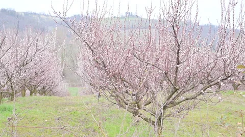 Blooming garden. Tree in the spring garden with blooming pink flowers. Gardens Video stock 171970361