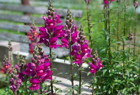 Blooming of garden trees and flowers in the summer.  Stock Photos