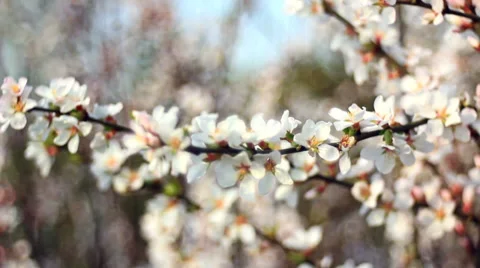 Blooming gardens Video stock 37444374