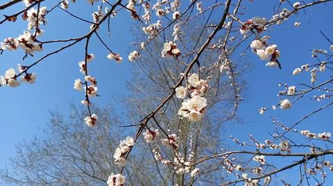 Blooming gardens. Spring. Stock Photos