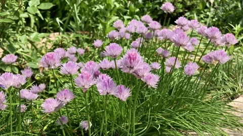 Blooming Garlic In The Garden Stock Footage