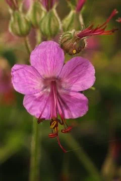 Blooming geranium closeup 스톡 사진
