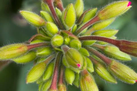 BLOOMING  GERANIUM  FLOWER 스톡 사진