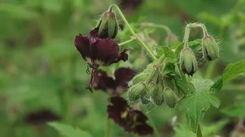 Blooming Geranium phaeum , Dusky Cranesbill close up Stock Footage 21881063
