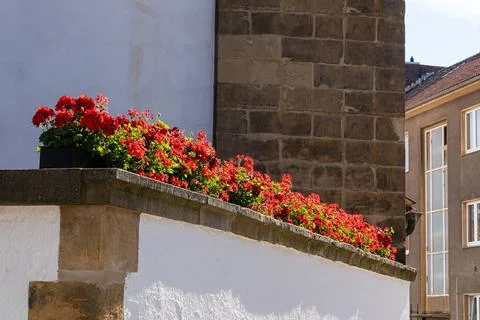 Blooming geranium on the wall of an old building. Stock Photos
