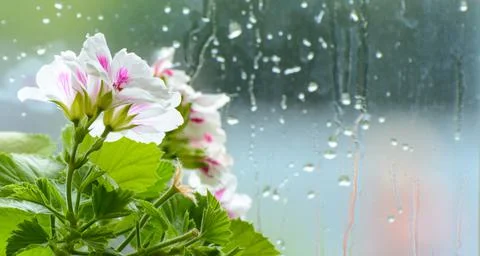 Blooming geraniums 写真素材