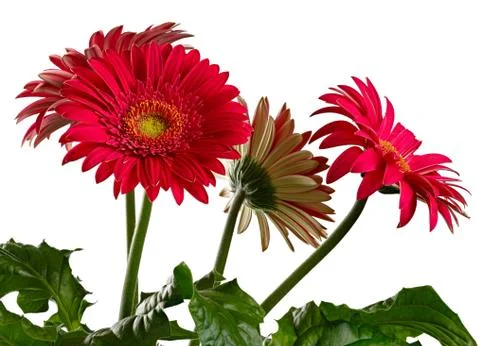 Blooming gerbera isolated on white background. Stock Photos