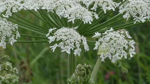 Blooming Giant hogweed close-up Stock Footage 150511398