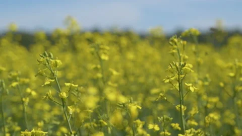 Blooming glade Stock Footage 239317350
