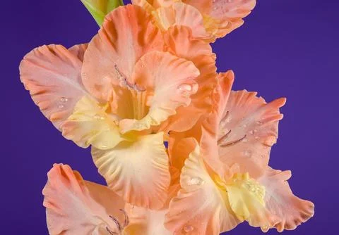 Blooming gladiolus kissy ruffle on a purple background 写真素材