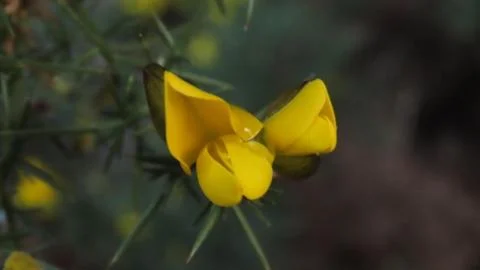 Blooming Gorse Bush with Sharp Thorns in Nature Stock Photos