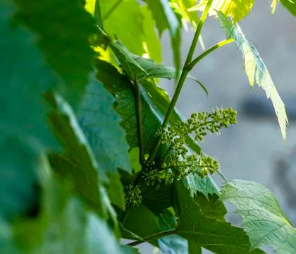 Blooming grape buds, macro Stock Photos