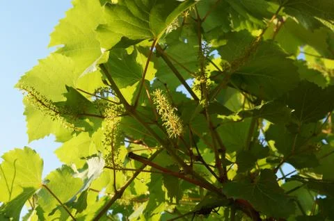 Blooming grape in the garden Stock Photos