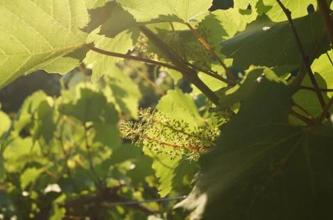 Blooming grape in the garden Stock Photos