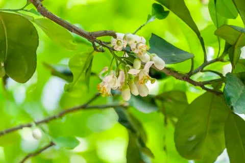 Blooming Grapefruit Flower 스톡 사진