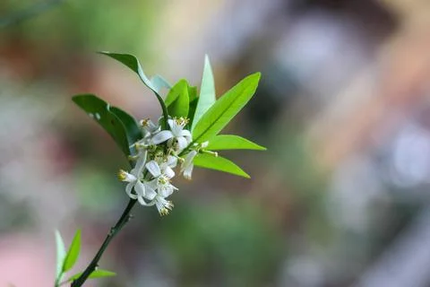 Blooming Grapefruit Flower on the tree Stock Photos