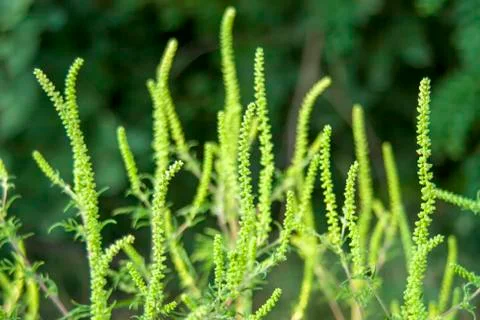 Blooming grass with bokeh background at spring on the field. Stock Photos