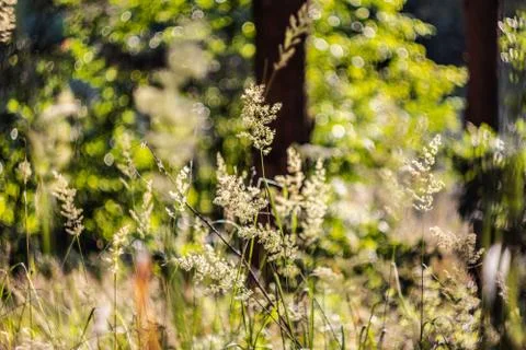 Blooming grass in the forest Stock Photos