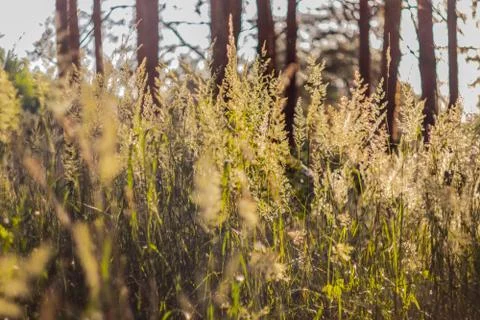  Blooming grass in the forest Stock Photos