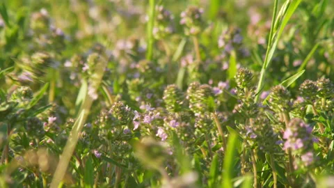 Blooming grass mones on wind 스톡 동영상 157051277