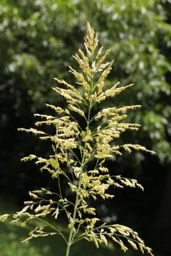 Blooming grass Foto stock