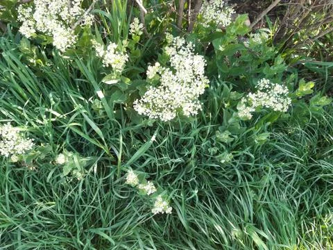 Blooming Grass Stock Photos