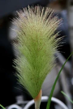 Blooming grass. Foto stock