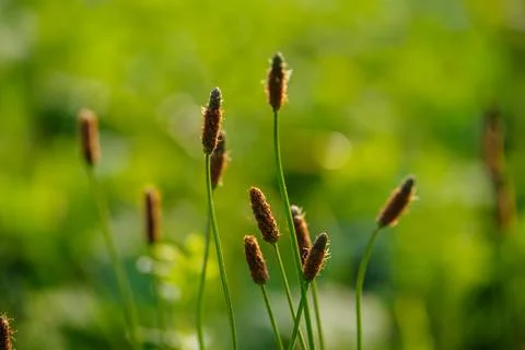 Blooming grass Stock Photos