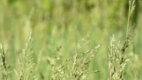 Blooming grass sways in the wind camera tilt Video stock 197067147
