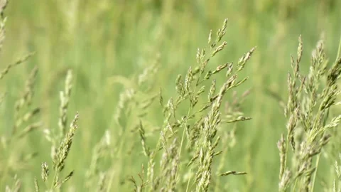 Blooming grass sways in the wind close-up tilt Stock Footage 197066818