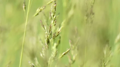 Blooming grass sways in the wind close-up tilt Stock Footage 197066851