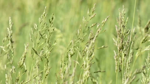 Blooming grass sways in the wind close-up Stock Footage 197066951