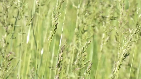 Blooming grass sways in the wind close-up panning Stock Footage 197067077