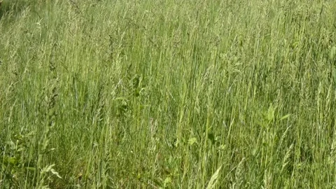 Blooming grass sways in the wind tilting Stock Footage 197061136