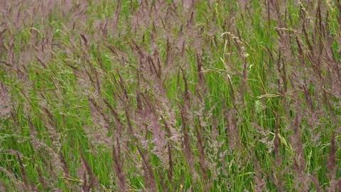 Blooming grasses in a meadow. Wind on the grass. Stock Footage 92233716