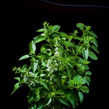 Blooming Green Basil Stock Photos